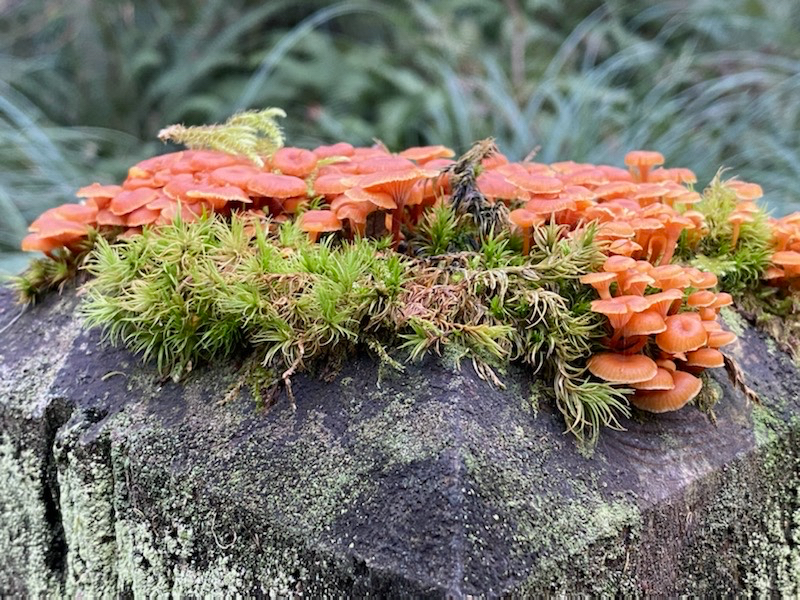 Wild mushrooms on a mossy stump in Oregon